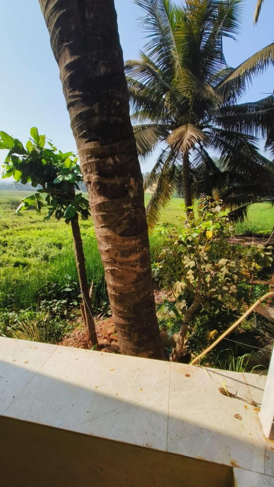 Green Field View Hotel Candolim Bagian luar foto